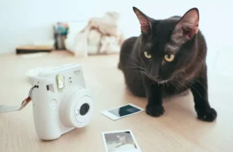 What Features Should You Look for in a Smart Pet Camera?