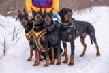 The Best Hiking Gear for Dogs and Pets